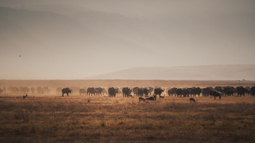 Buffalo herd in Ngorongoro