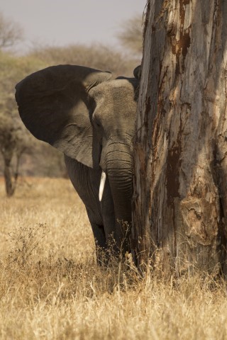 African bush elephant portrait