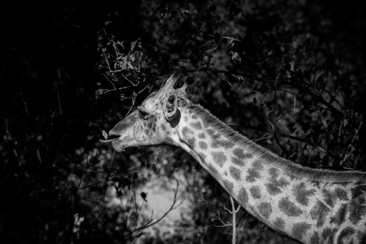 Giraffe portrait