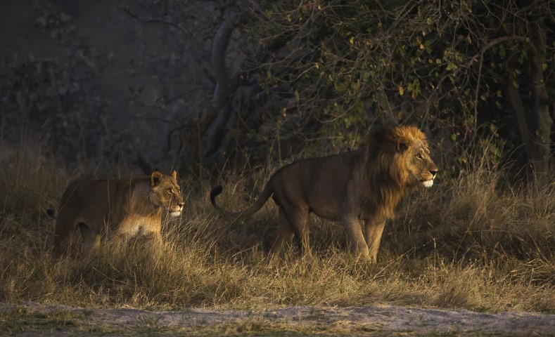 Lion in natural habitat