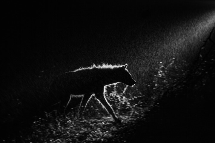 Hyena silhouette in the rain