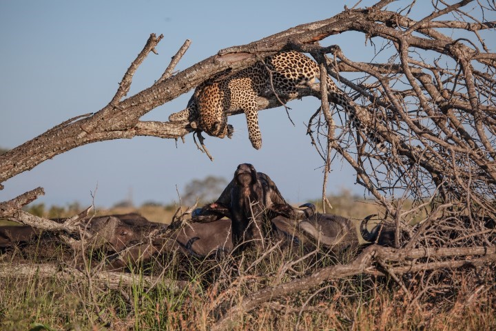 Leopard with prey in a tree