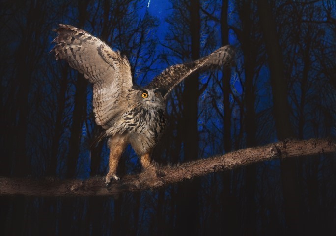 Owl landing on a branch