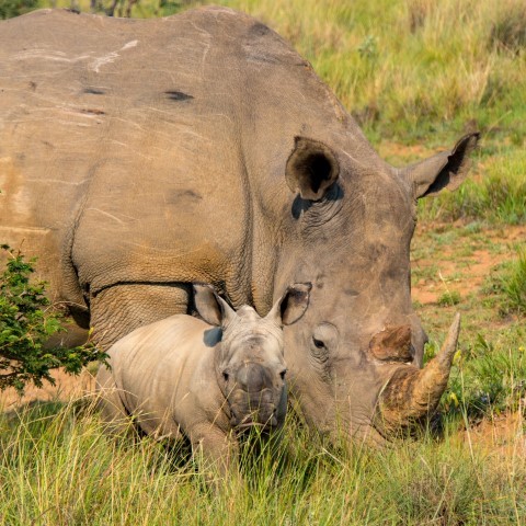 Rhino mother and calf