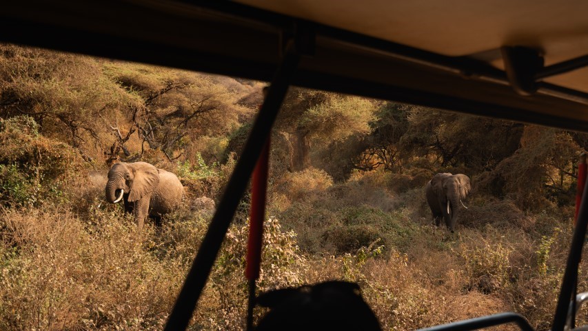 Watching elephants at Lake Manyara