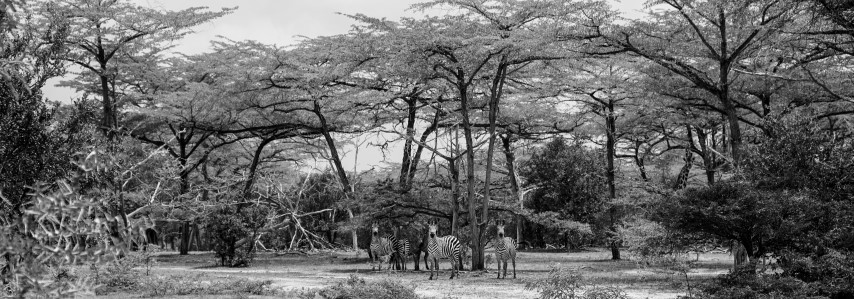 Zebra and ostrich herd